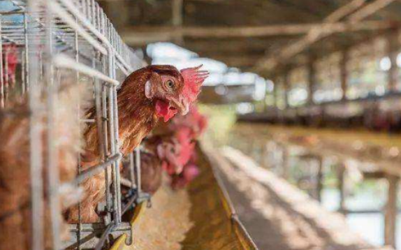 ‘必一运动’新快报:富力在进攻端无人可用