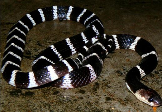 必一运动-我县召开2018年度“宜居乡村”活动、乡村建设暨乡村振兴绩效考评工作布置会